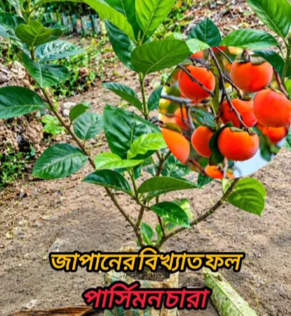 হাচিয়া পার্সিমন চারা