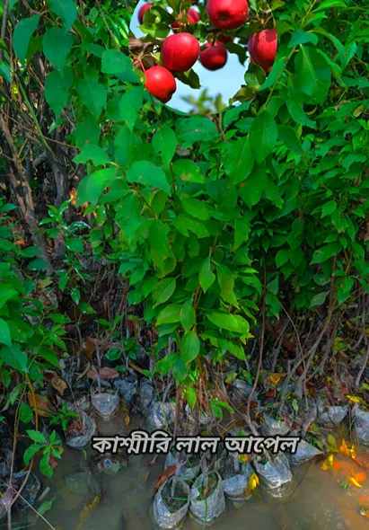 কাশ্মীরি লাল আপেল