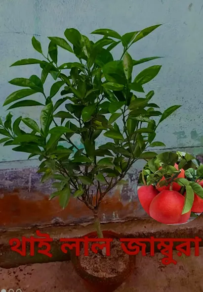 থাই লাল জাম্বুরা ১