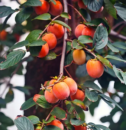 ফুয়ু পার্সিমন চারা