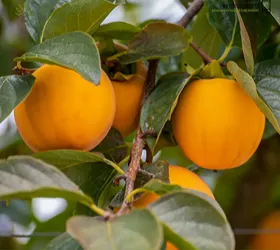 জাপানের বিখ্যাত ফল, পার্সিমন