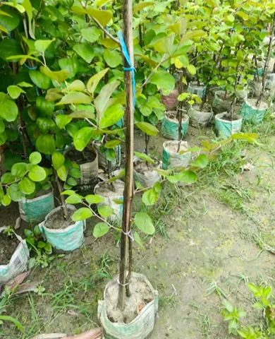 ফুল সহ কলম চারা ২