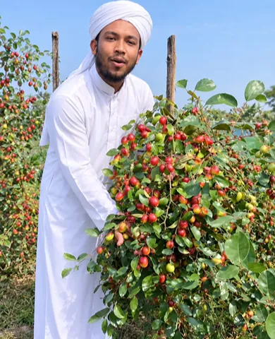 মাদার গাছের ফলন