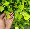 ৩ পিস ফুল সহ বারোমাসি বরই চার