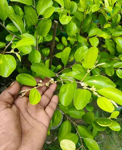 ফুল সহ কলম চারা ১