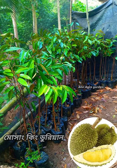 মোসাং কিং ডুরিয়ান
