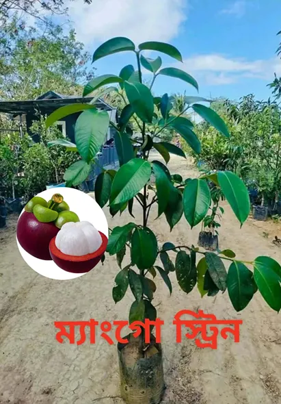 ম্যাংগো স্ট্রিন