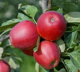 কাশ্মীরি লাল জাতের আপেল চারা