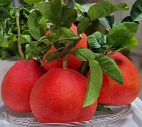 বারো মাসি থাই লাল জাম্বুরা