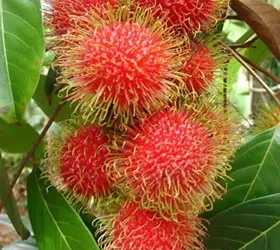 মালয়েশিয়ান লাল রামবুটান