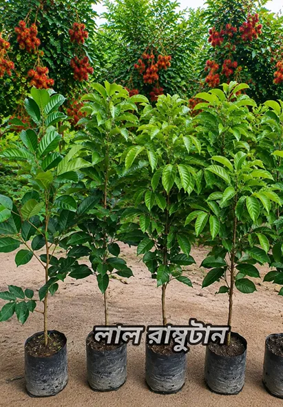 লাল রাম্বুটান
