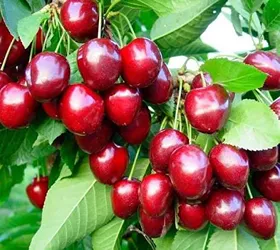 সিলভিয়া চেরি