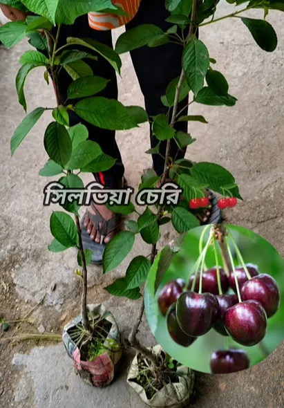 সিলভিয়া চেরি