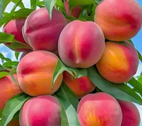 হাইব্রিড পিচ ফল