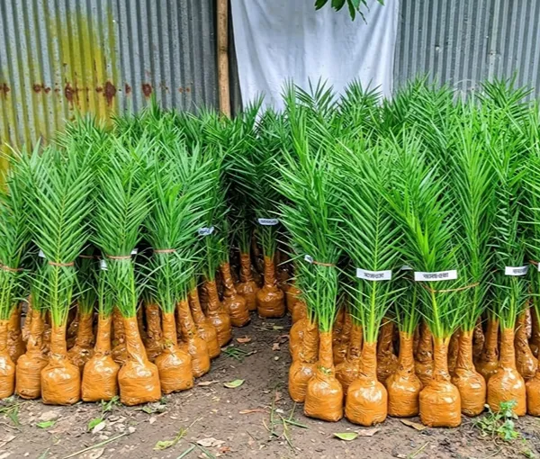 খেজুর চারা ২