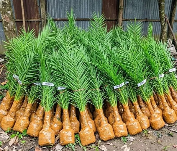 খেজুর চারা ১