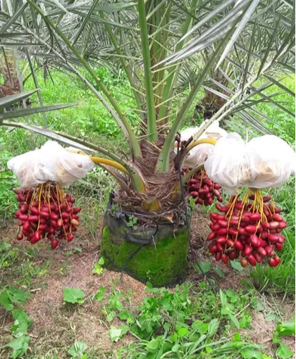 মাতৃ গাছের ফলন ১