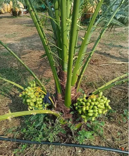 মাতৃ গাছের ফলন ৩