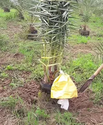 মাতৃ গাছের ফলন ২