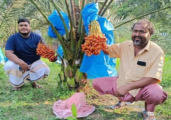 মরিয়ম খেজুর চারা