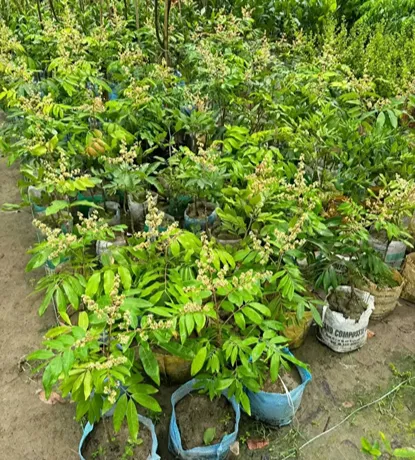 ডেলিভারিকৃত চারা ২