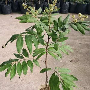 ১ পিচ ফোর সিজন লংগান চারা