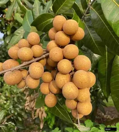 ফোর সিজন লংগান