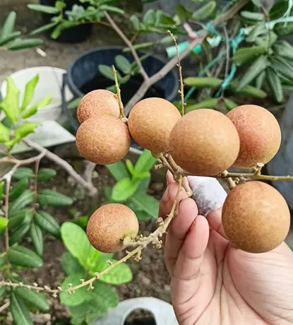 কুহোলা লংগান