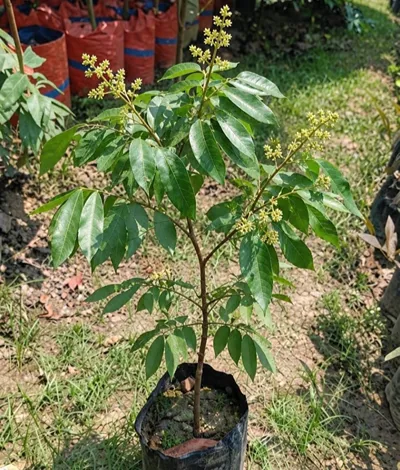 ডেলিভারিকৃত চারা ৩