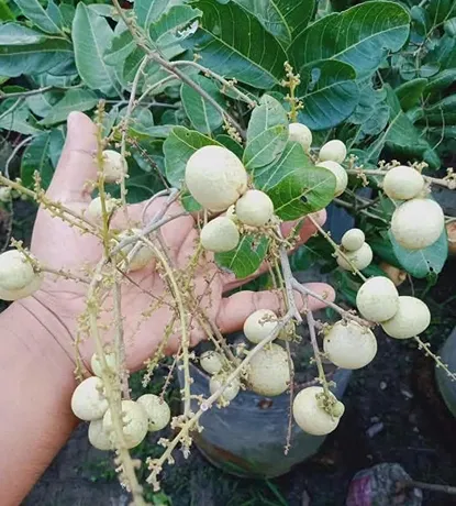 হোয়াইট লংগান